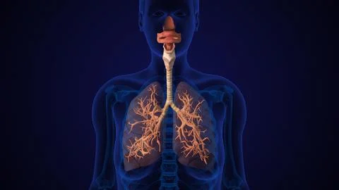 Human Lung Respiratory System With Trachea Ilustración de archivo