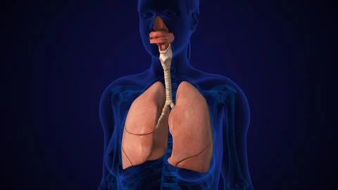 Human Lung Respiratory System With Trachea Ilustración de archivo