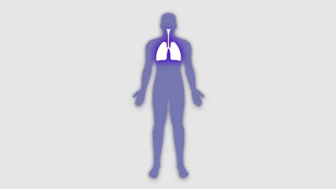 Human lung scan icon loop Animation video transparent background with alpha.. Stock Footage 294681166