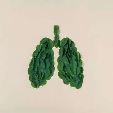 Human lung shape is made of green leaves. Minimal creative concept of health  Stock Photos