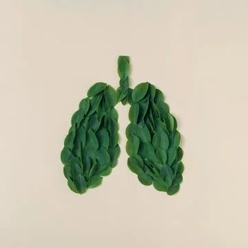 Human lung shape is made of green leaves. Minimal creative concept of healt.. Stock Photos