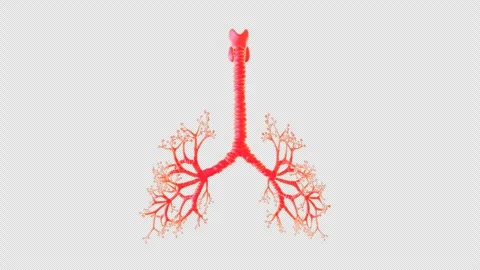 Human Lung Structure Display Stock Footage 307024100