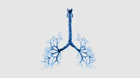 Human Lung Structure Visualization Stock Footage 307013346