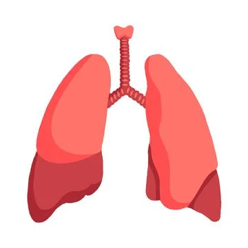 Human lung vector illustration Illustrazione stock