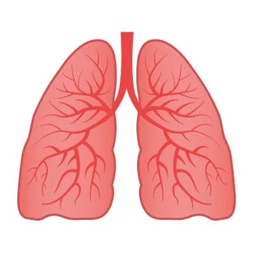 Human Lung Vector Illustration on Isolated White Background Stock Illustration
