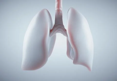 Human Lung on white background, Stock Illustration