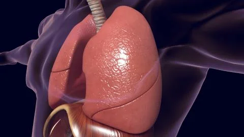 Human lungs 3D render Illustrazione stock