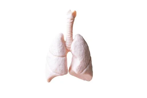 Human Lungs Anatomical Model on white background Foto stock