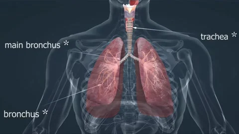 Human lungs anatomy Stock Footage 262766453