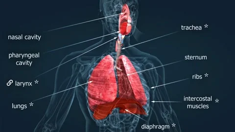 Human lungs anatomy Stock Footage 304373609