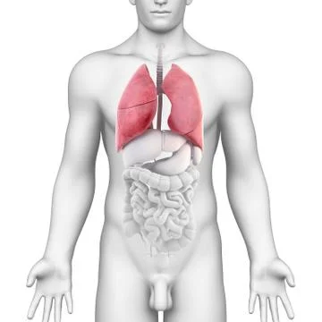 Human lungs anatomy Stock-Illustration