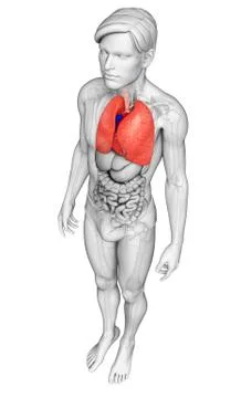 Human lungs anatomy Stock Illustration