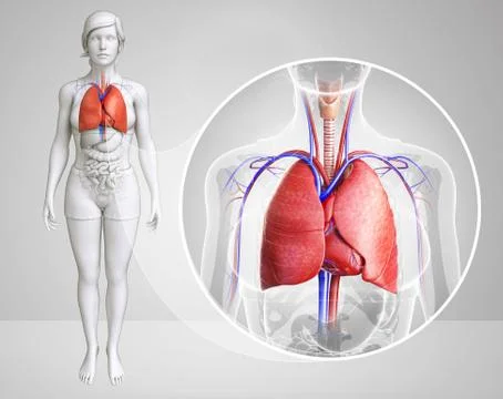 Human lungs anatomy Stock Illustration