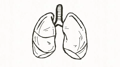 Human Lungs Anatomy Illustration Stock Footage 336269855
