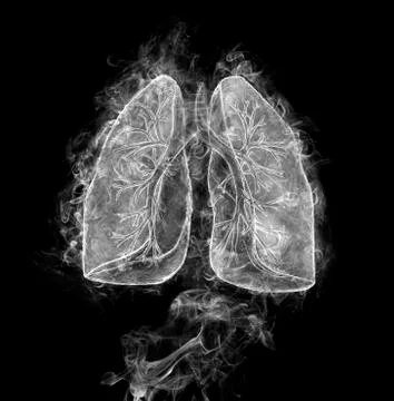 Human lungs and bronchi Stock Illustration