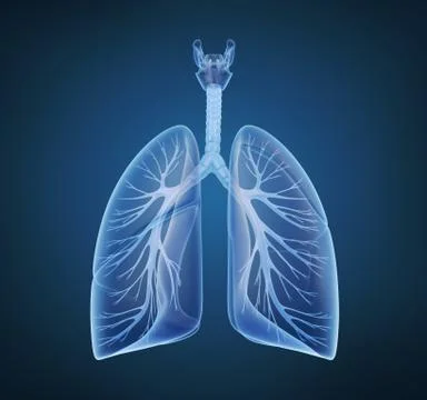 Human lungs and bronchi in x-ray view Stock Illustration
