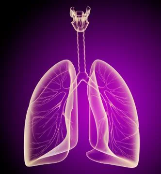 Human lungs and bronchi in x-ray view Illustrazione stock