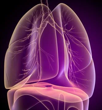 Human lungs and bronchi in x-ray view Illustrazione stock