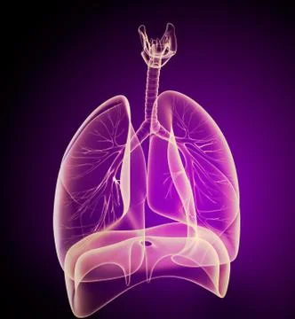 Human lungs and bronchi in x-ray view Stock Illustration