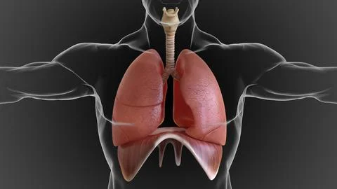 Human lungs and respiratory system allow oxygen in the air to be taken into.. 스톡 일러스트