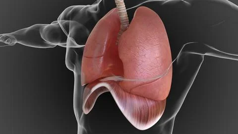 Human lungs and respiratory system allow oxygen in the air to be taken into.. Illustrazione stock