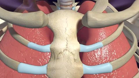 Human lungs and rib bones 3D render 스톡 일러스트