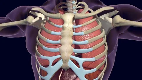 Human lungs and skeleton 3D render Illustrazione stock