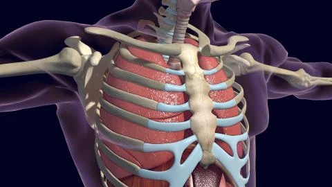 Human lungs and skeleton 3D render Stock Illustration