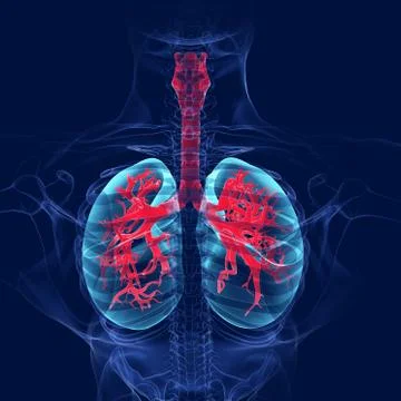 Human lungs and skeleton back bone 3D render Stock Illustration
