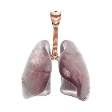 Human lungs and trachea. 3d render Stock Illustration
