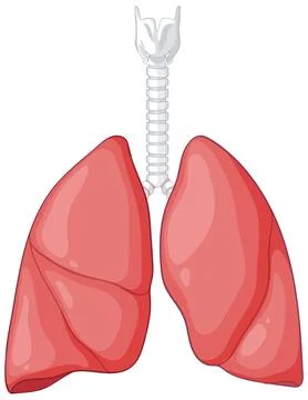 Human Lungs and Trachea Vector Medical Illustration Stock Illustration