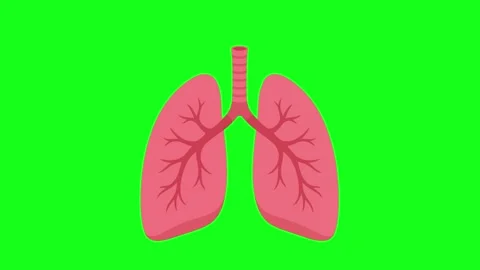 Human lungs animated internal respiratory organ breathing expansion motion .. Stock Footage 341906167