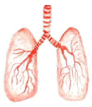 Human lungs art Stock Illustration