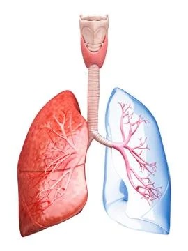 Human lungs, artwork Stock Illustration