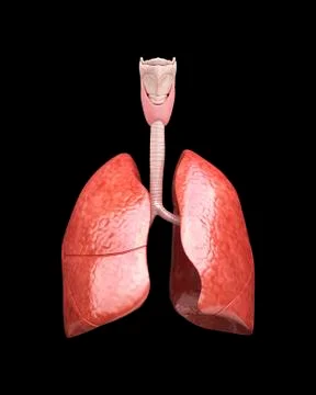 Human lungs, artwork Stock Illustration