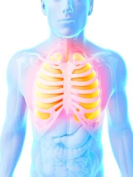 Human lungs, artwork Stock Illustration