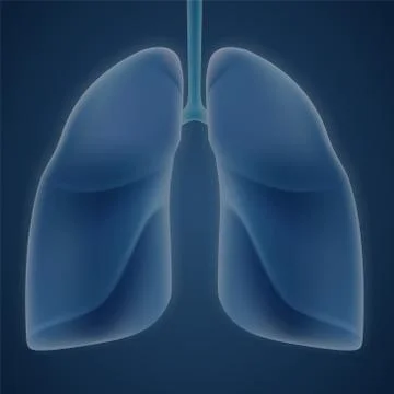 Human lungs on blue background. Illustrazione stock