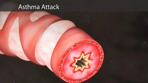 Human lungs with bronchi of mesh of model. Looping motion animated Stock Illustration