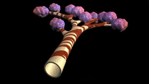Human lungs with bronchi of mesh of model. Looping motion animated Stock Illustration