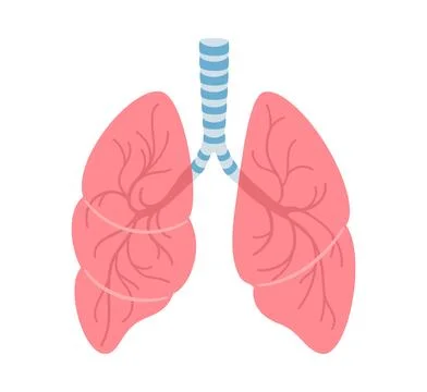 Human lungs cartoon stylized vector illustration lung pulmonary organ medical Stock Illustration