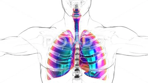 Human lungs with diaphragm anatomy for medical concept 3D rendering ...