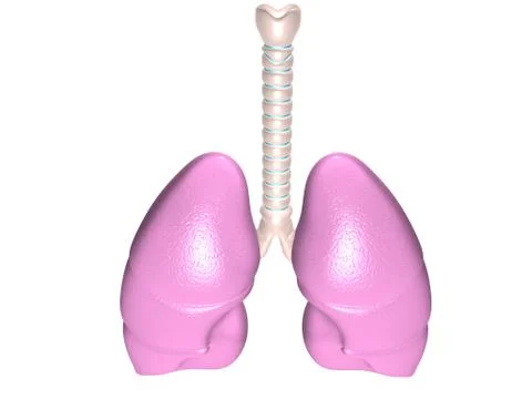 Human lungs in digital design. Stock Illustration