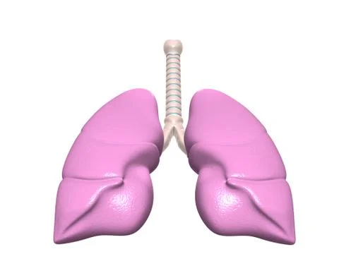 Human lungs in digital design. Stock Illustration
