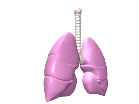 Human lungs in digital design. Stock-Illustration