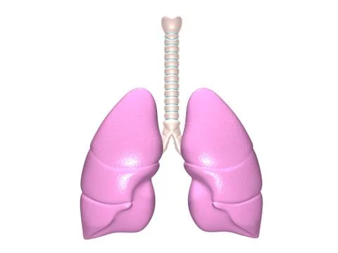 Human lungs in digital design. Stock Illustration