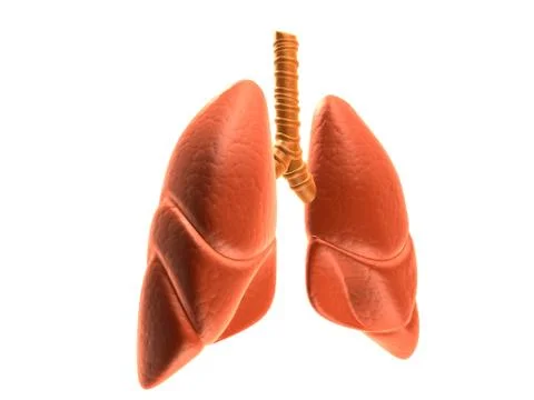 Human lungs in digital design. Stock Illustration
