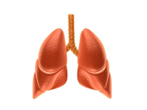 Human lungs in digital design. Stock Illustration