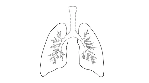 Human Lungs Drawing line Animation on white background. Stock Footage 305709509