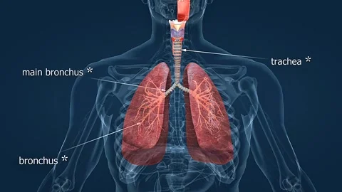 Human lungs during breathing Stock Footage 330890224