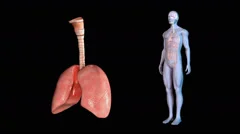 3D animation LUNGS WITH HEART | Stock Video | Pond5